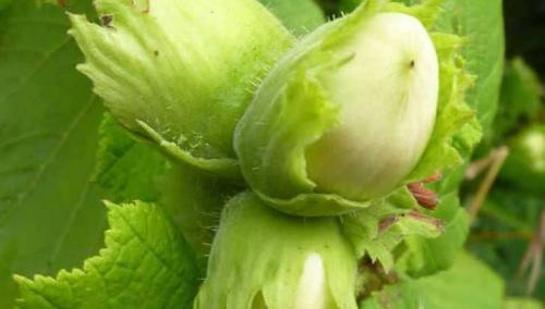 Лесной орех польза и вред. Орех фундук: польза и вред для организма