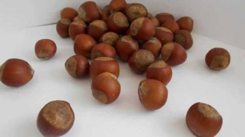 Лесной орех польза и вред. Орех фундук: польза и вред для организма