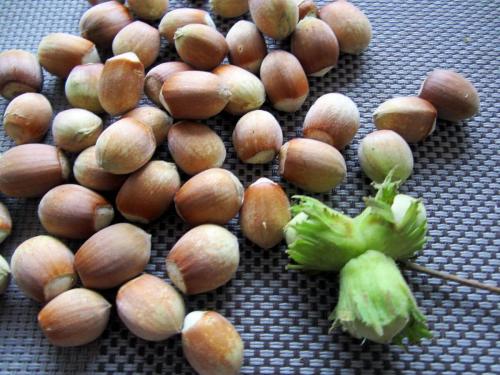 Когда собирать лесные орехи. Когда пора собирать лещину и как облегчить процесс 15 Когда собирать лесные орехи. Когда пора собирать лещину и как облегчить процесс 15