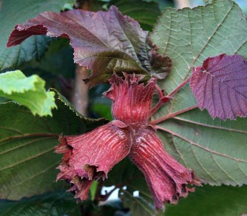 Лещина обыкновенная (Corylus avellana): подробное описание листьев и плодов кустарника, полезных свойств и противопоказаний