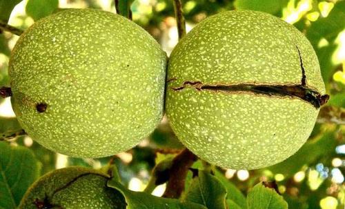 Когда собирать лесные орехи. Когда пора собирать лещину и как облегчить процесс 04 Когда собирать лесные орехи. Когда пора собирать лещину и как облегчить процесс 04