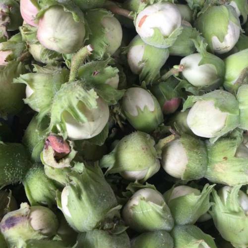 Лещина обыкновенная (Corylus avellana): подробное описание листьев и плодов кустарника, полезных свойств и противопоказаний