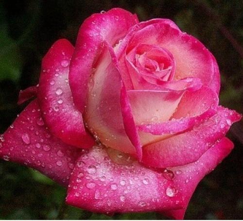 Как выбрать подходящий сорт розы для своего сада. Классификация роз для новичков