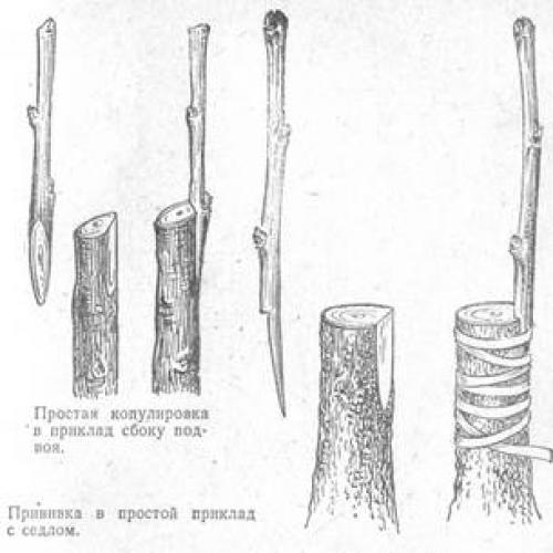 Карликовый подвой для яблони: советы для начинающих садоводов 08