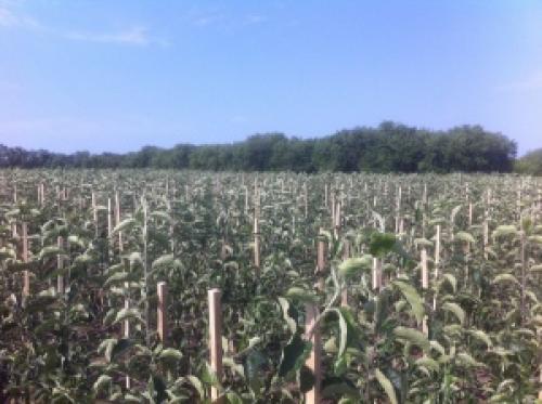 Как регулировать рост карликового подвоя для яблони. Как правильно выращивать яблони на карликовом подвое