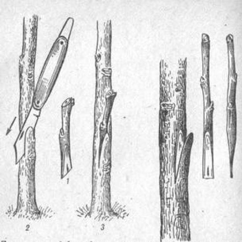 Карликовый подвой для яблони: советы для начинающих садоводов 09