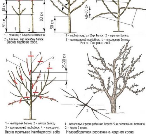 Какие виды яблони лучше всего подходят для карликового подвоя. Описание
