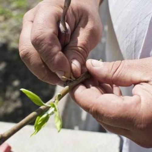 Карликовый подвой для яблони: советы для начинающих садоводов 06