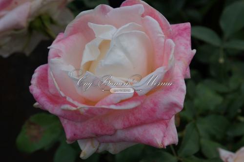 Роза белла роза энциклопедия роз галерея: все, что нужно знать о розах 07