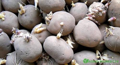 Успех сорта картофеля: как выбрать лучший сорт для своего сада 05