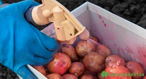 Успех сорта картофеля: как выбрать лучший сорт для своего сада 04