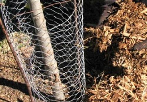 Какие виды яблони лучше всего подходят для карликового подвоя. Описание