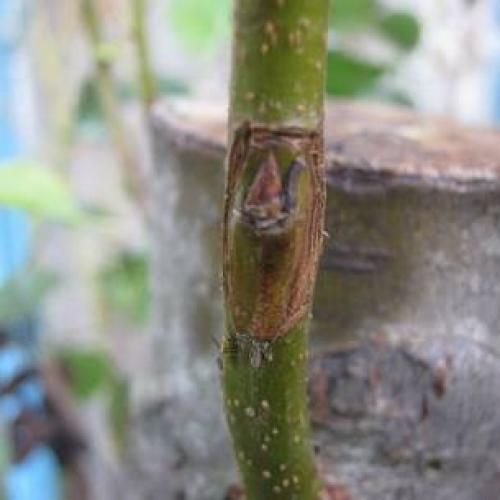 Карликовый подвой для яблони: советы для начинающих садоводов 07