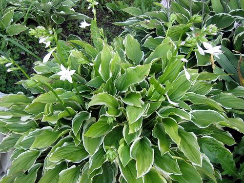 Неприхотливая и красивая хоста. Хосты сорта и виды фото с названием 18 Неприхотливая и красивая хоста. Хосты сорта и виды фото с названием 18