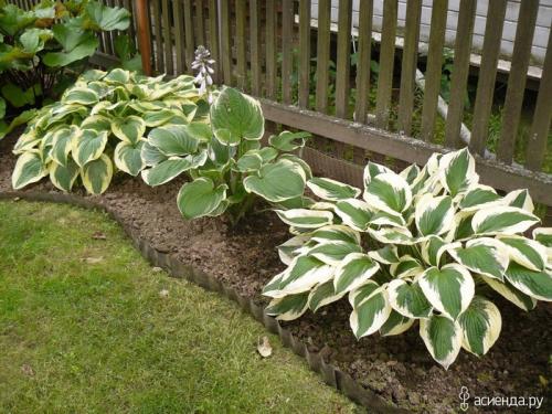 Хосты в саду ландшафтные хитрости лучшие соседи. Любимая хоста в саду и во дворе: 60 красивых ландшафтных идей