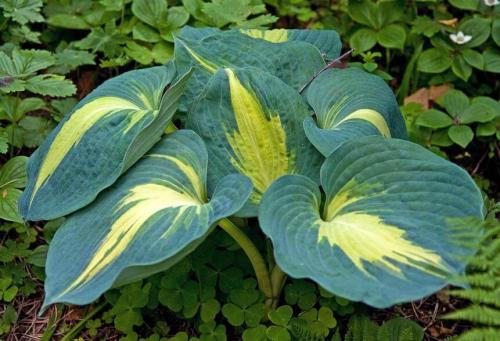 Неприхотливая и красивая хоста. Хосты сорта и виды фото с названием