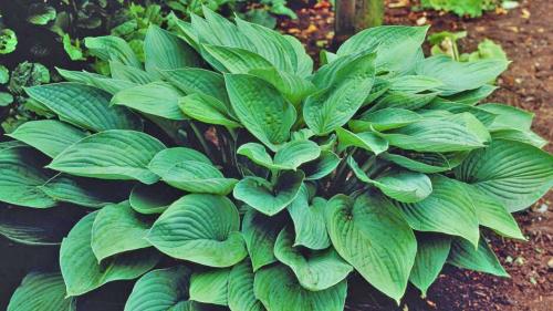 Неприхотливая и красивая хоста. Хосты сорта и виды фото с названием
