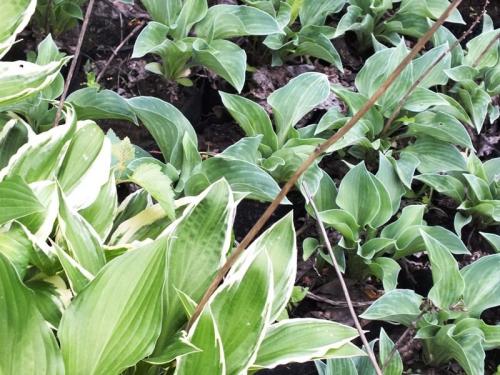 Неприхотливая и красивая хоста. Хосты сорта и виды фото с названием