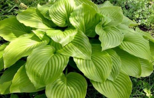 Неприхотливая и красивая хоста. Хосты сорта и виды фото с названием