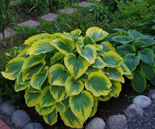 Неприхотливая и красивая хоста. Хосты сорта и виды фото с названием 20 Неприхотливая и красивая хоста. Хосты сорта и виды фото с названием 20