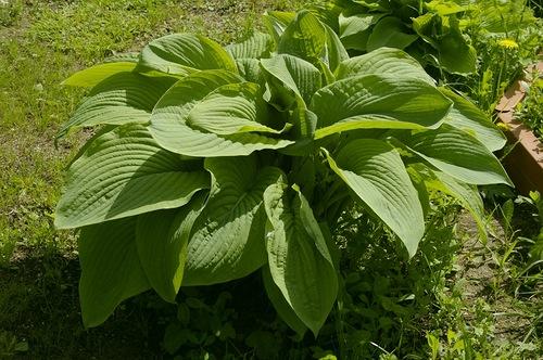 Неприхотливая и красивая хоста. Хосты сорта и виды фото с названием 17 Неприхотливая и красивая хоста. Хосты сорта и виды фото с названием 17