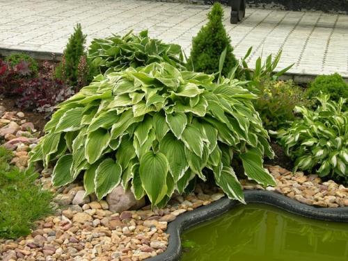 Хосты в саду ландшафтные хитрости лучшие соседи. Любимая хоста в саду и во дворе: 60 красивых ландшафтных идей