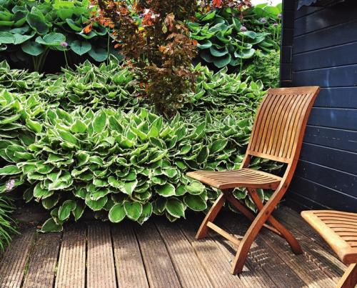 Хосты в саду ландшафтные хитрости лучшие соседи. Любимая хоста в саду и во дворе: 60 красивых ландшафтных идей