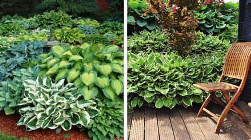 Хосты в саду ландшафтные хитрости лучшие соседи. Любимая хоста в саду и во дворе: 60 красивых ландшафтных идей