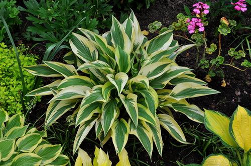 Неприхотливая и красивая хоста. Хосты сорта и виды фото с названием 16 Неприхотливая и красивая хоста. Хосты сорта и виды фото с названием 16