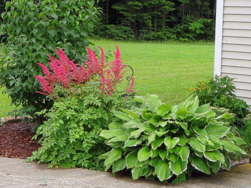 Хосты в саду ландшафтные хитрости лучшие соседи. Любимая хоста в саду и во дворе: 60 красивых ландшафтных идей