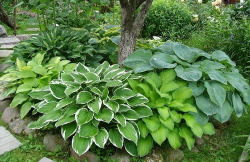 Хосты в саду ландшафтные хитрости лучшие соседи. Любимая хоста в саду и во дворе: 60 красивых ландшафтных идей