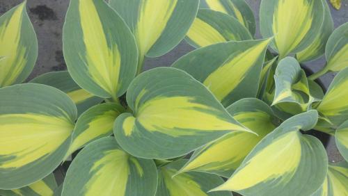 Неприхотливая и красивая хоста. Хосты сорта и виды фото с названием