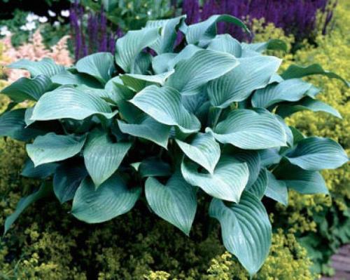 Неприхотливая и красивая хоста. Хосты сорта и виды фото с названием