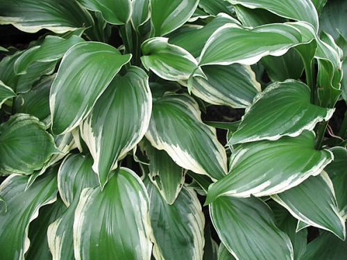 Неприхотливая и красивая хоста. Хосты сорта и виды фото с названием