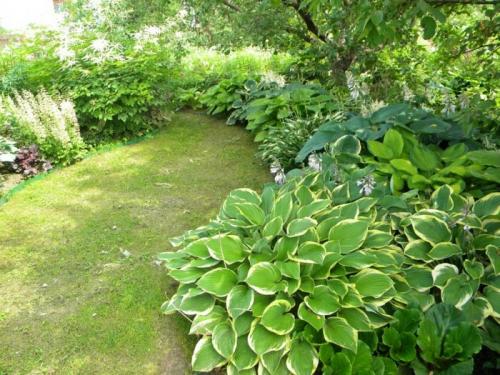 Хосты в саду ландшафтные хитрости лучшие соседи. Любимая хоста в саду и во дворе: 60 красивых ландшафтных идей