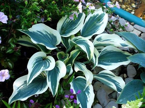 Неприхотливая и красивая хоста. Хосты сорта и виды фото с названием 19 Неприхотливая и красивая хоста. Хосты сорта и виды фото с названием 19