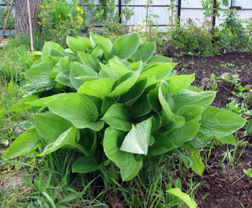 Неприхотливая и красивая хоста. Хосты сорта и виды фото с названием