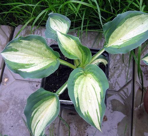 Неприхотливая и красивая хоста. Хосты сорта и виды фото с названием 15 Неприхотливая и красивая хоста. Хосты сорта и виды фото с названием 15