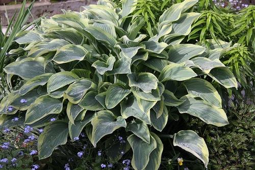 Неприхотливая и красивая хоста. Хосты сорта и виды фото с названием 13 Неприхотливая и красивая хоста. Хосты сорта и виды фото с названием 13