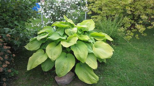 Неприхотливая и красивая хоста. Хосты сорта и виды фото с названием 14 Неприхотливая и красивая хоста. Хосты сорта и виды фото с названием 14