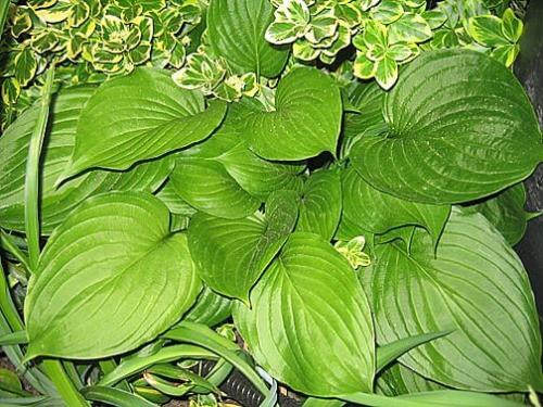 Неприхотливая и красивая хоста. Хосты сорта и виды фото с названием