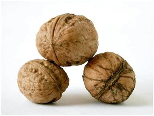 Как сушить и хранить грецкие орехи. Сроки и условия хранения 14