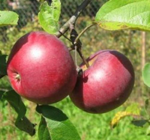 Как выглядит внешне яблоко сорта Лобо. Зимняя яблоня Лобо