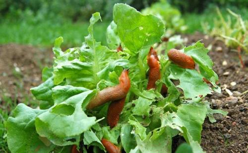 Как избавиться от слизней на садовом участке навсегда. Образ жизни слизняков