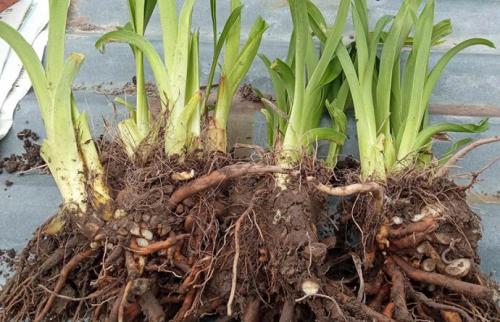 Карликовые хосты сорта название каталог. Карликовые хосты