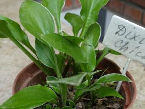 Карликовые хосты сорта название каталог. Карликовые хосты