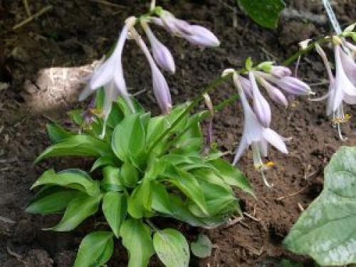 Карликовые хосты сорта название каталог. Карликовые хосты