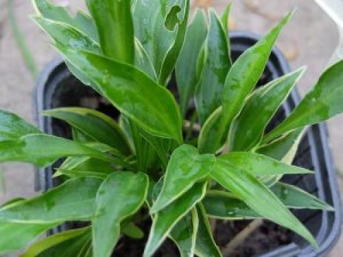 Карликовые хосты сорта название каталог. Карликовые хосты