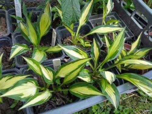 Карликовые хосты сорта название каталог. Карликовые хосты