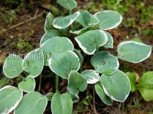 Карликовые хосты сорта название каталог. Карликовые хосты